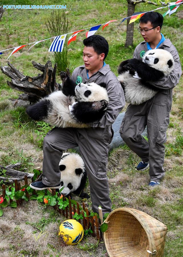 Pandas-gigantes participam de festa de futebol em centro de proteção de Sichuan