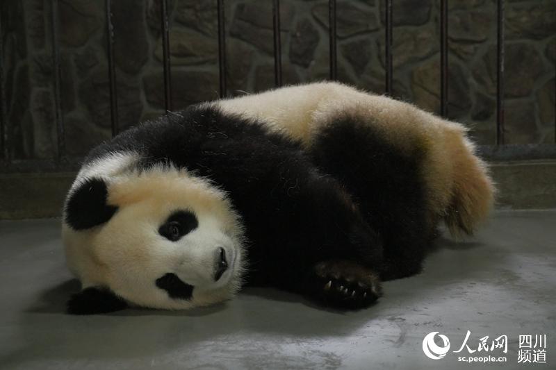 Nasce filhote de panda em Sichuan