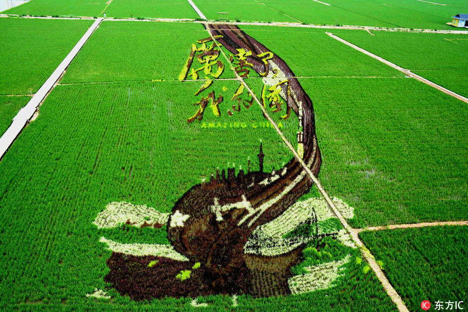 Galeria: Imagens em 3D criadas em campos de arroz em Shenyang