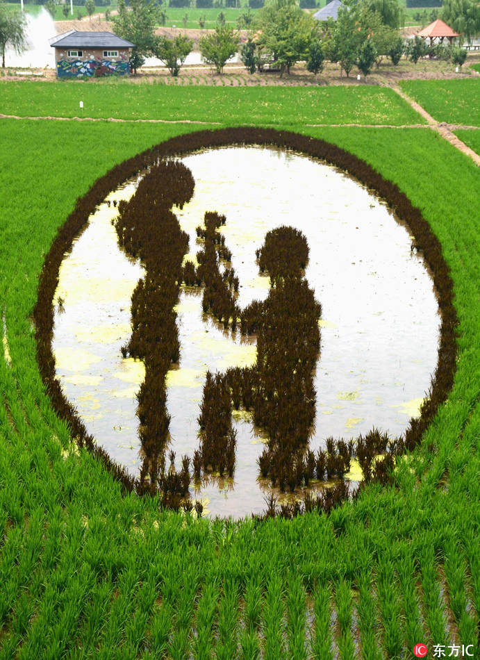 Galeria: Imagens em 3D criadas em campos de arroz em Shenyang
