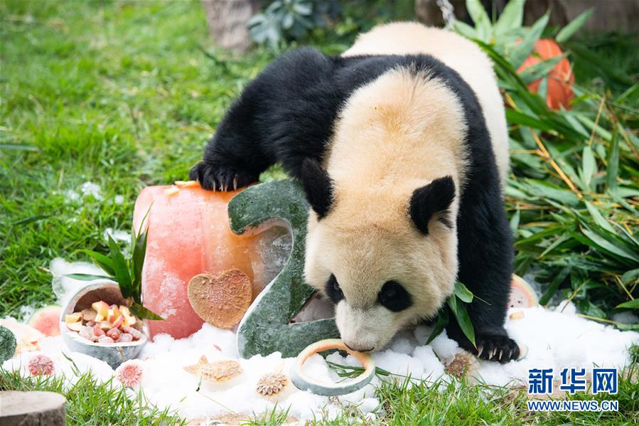 Pandas gêmeos em Macau celebram 2º aniversário