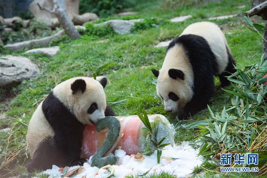 Pandas gêmeos em Macau celebram 2º aniversário