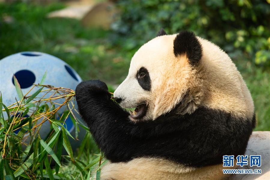 Pandas gêmeos em Macau celebram 2º aniversário