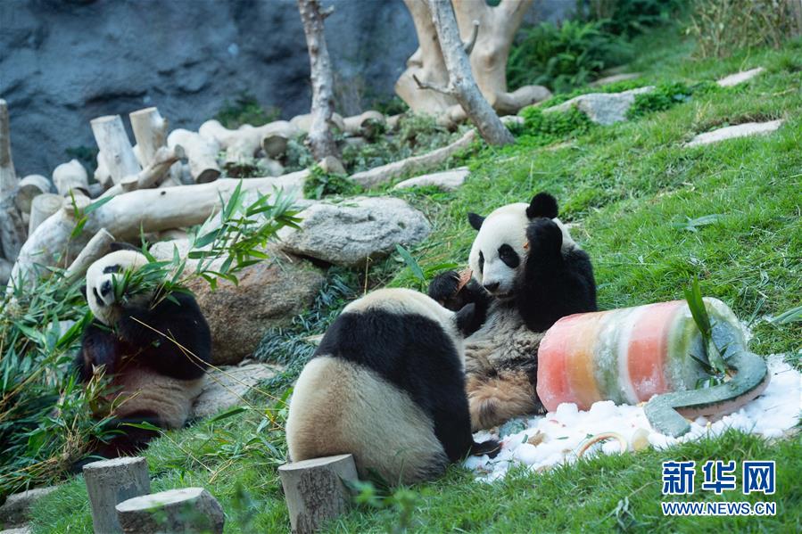 Pandas gêmeos em Macau celebram 2º aniversário