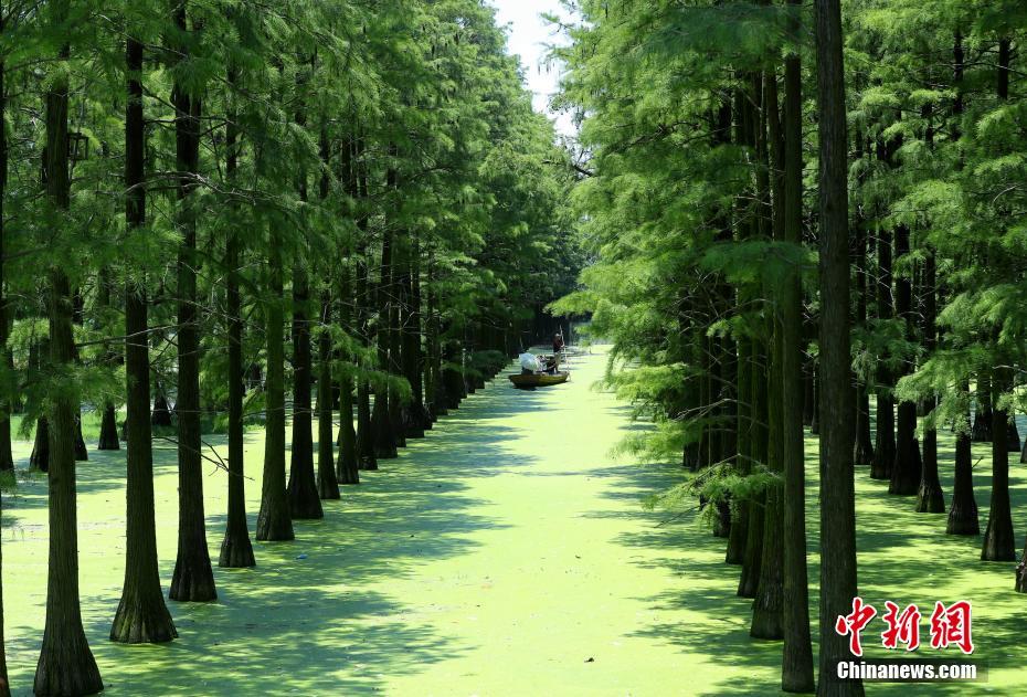 Galeria: Floresta imersa em Wuhan