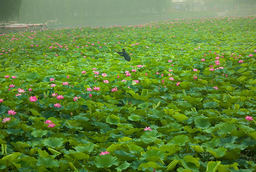 Galeria: Flores de lótus atraem turistas para Xiong’an