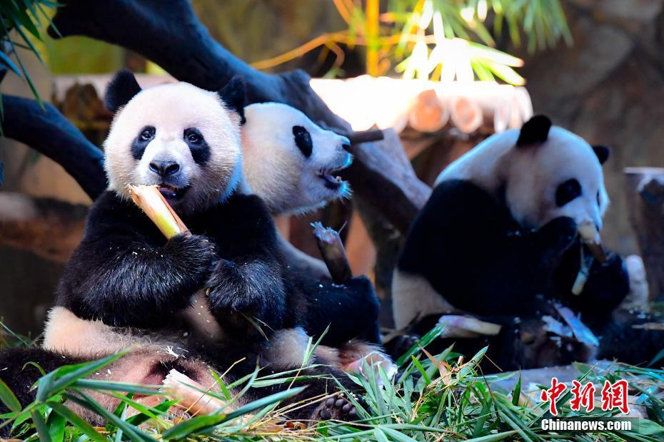 Pandas trigêmeos celebram quarto aniversário