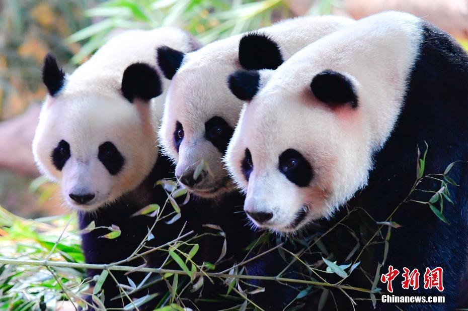Pandas trigêmeos celebram quarto aniversário
