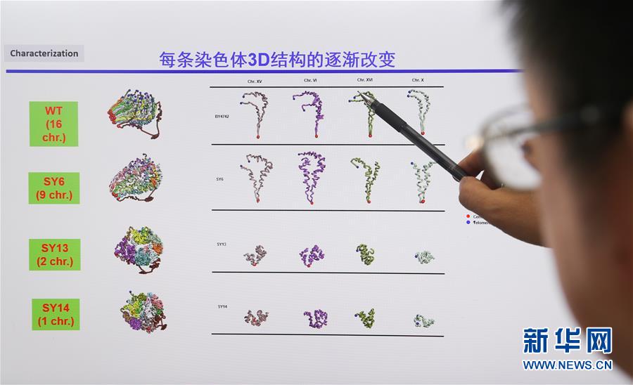 Primeira levedura de cromossoma único criada por cientistas chineses