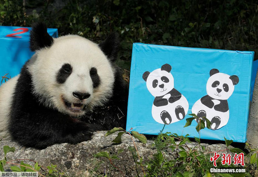 Zoo de Viena oferece presentes de aniversário a casal de pandas gêmeos