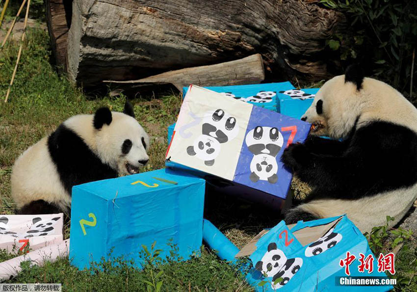 Zoo de Viena oferece presentes de aniversário a casal de pandas gêmeos