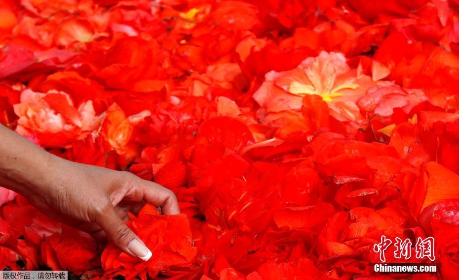 Bélgica exibe tapete de flores de 1.800 metros quadrados