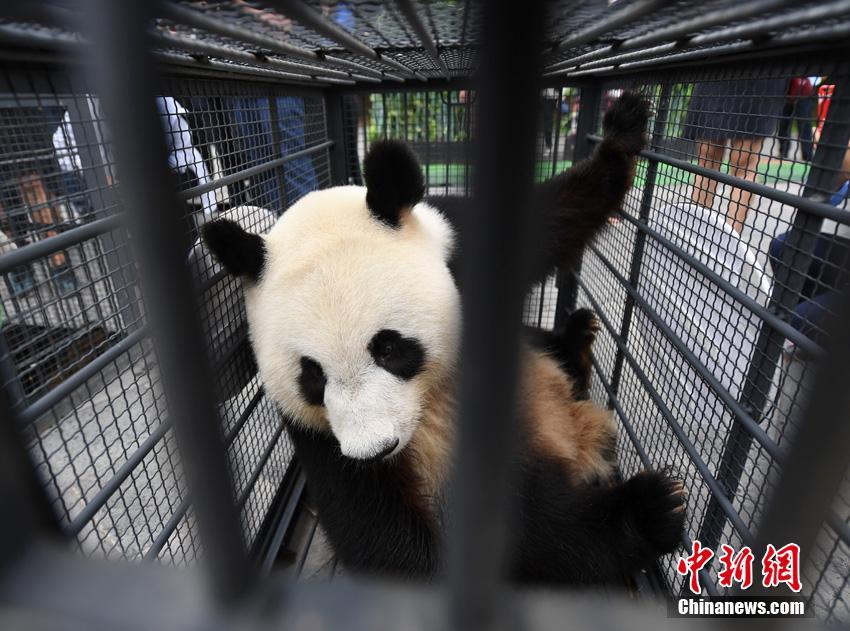Pandas regressam a Sichuan após de 3 anos em Jilin