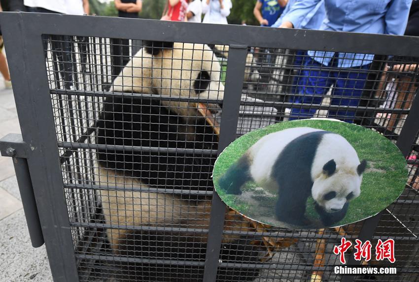 Pandas regressam a Sichuan após de 3 anos em Jilin