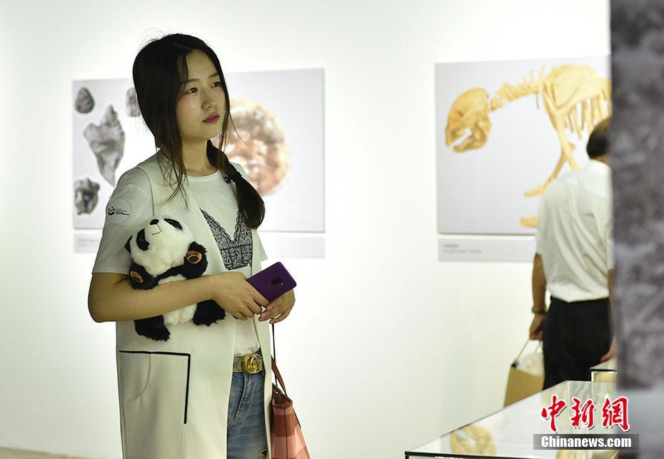 Galeria: Beijing realiza Semana Internacional do Panda Gigante