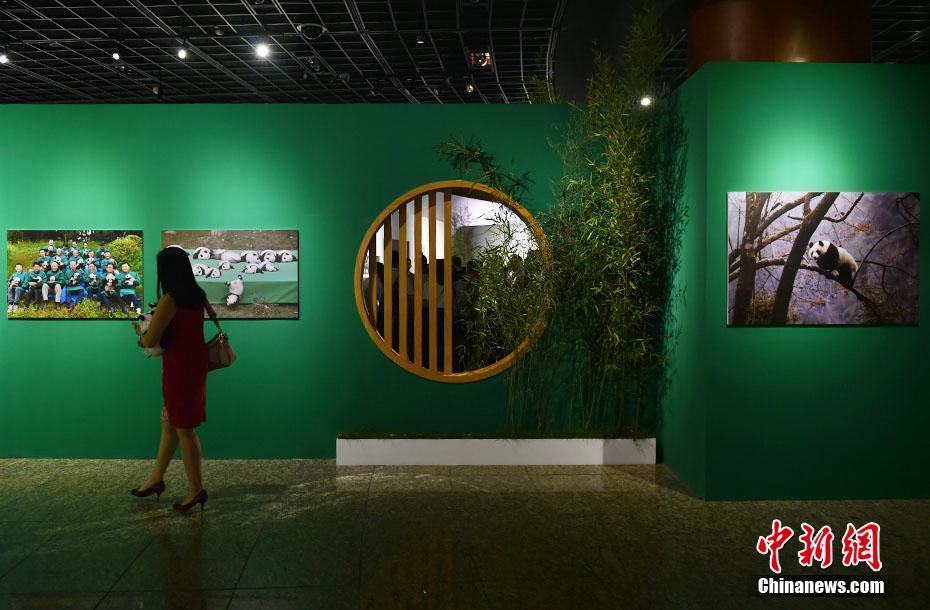 Galeria: Beijing realiza Semana Internacional do Panda Gigante