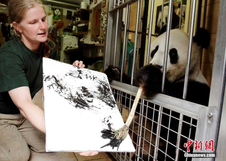 Galeria: Yang Yang, o panda gigante pintor