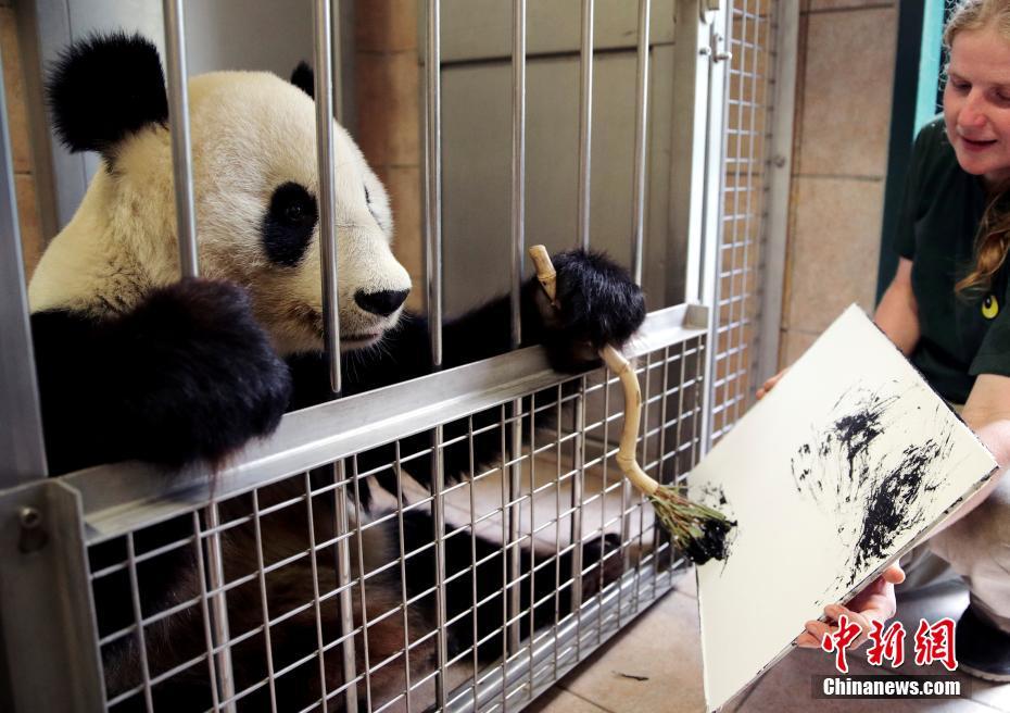 Galeria: Yang Yang, o panda gigante pintor