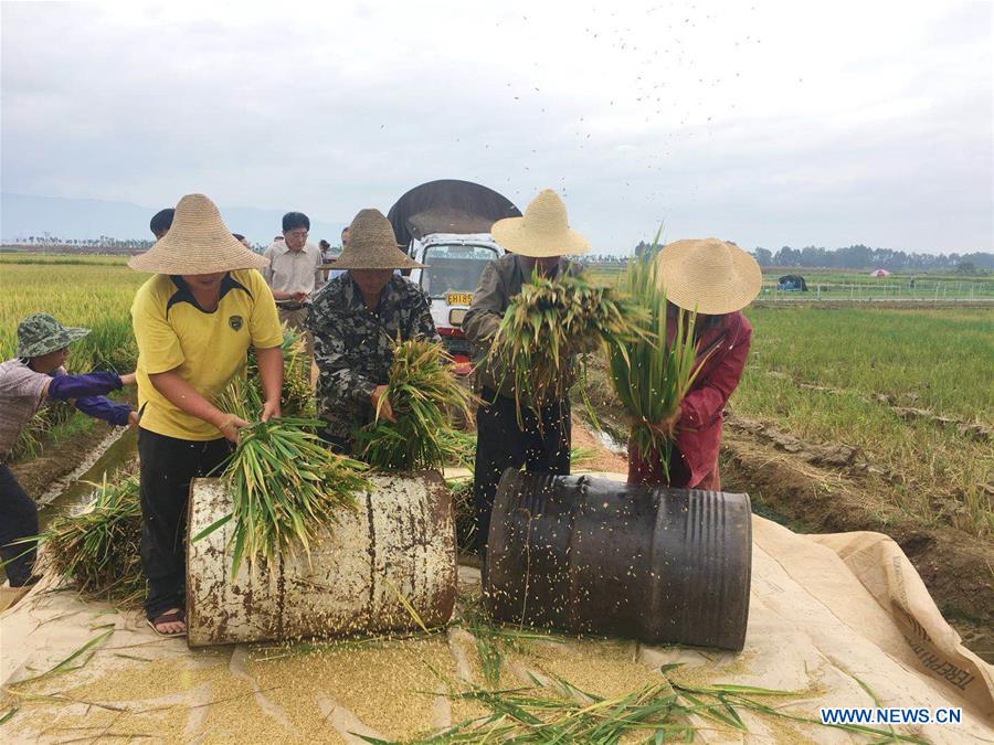 China: Produção de arroz super híbrido bate novo recorde mundial