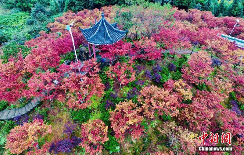 Galeria: Floresta de bordo em cores espetaculares em Chongqing