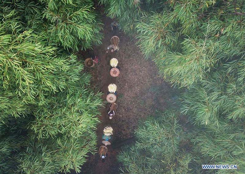 Indústria de bambu aumentam rendimento dos habitantes em Guizhou