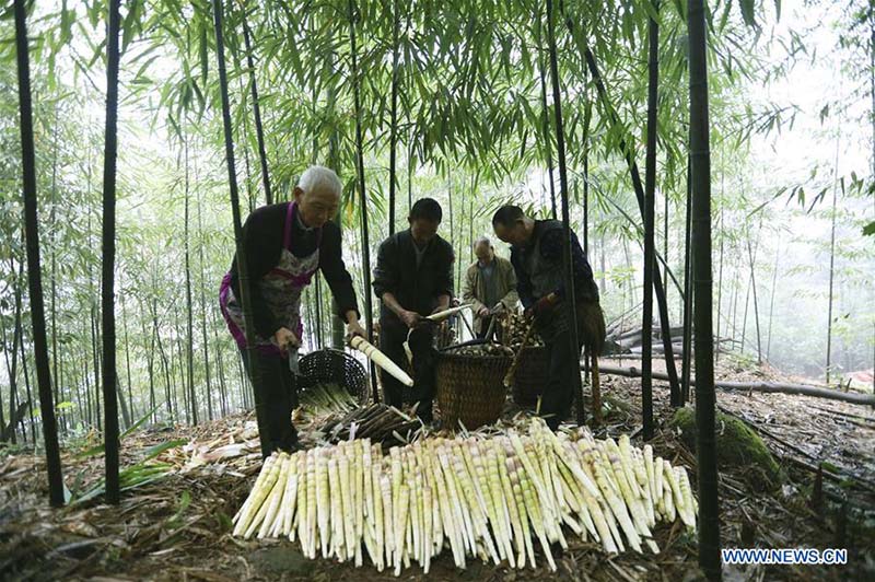 Indústria de bambu aumentam rendimento dos habitantes em Guizhou