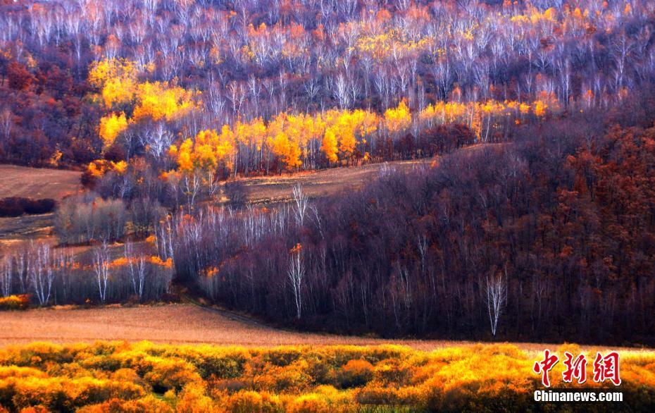 Galeria: Paisagem outonal de Hulun Buir, na Mongólia Interior