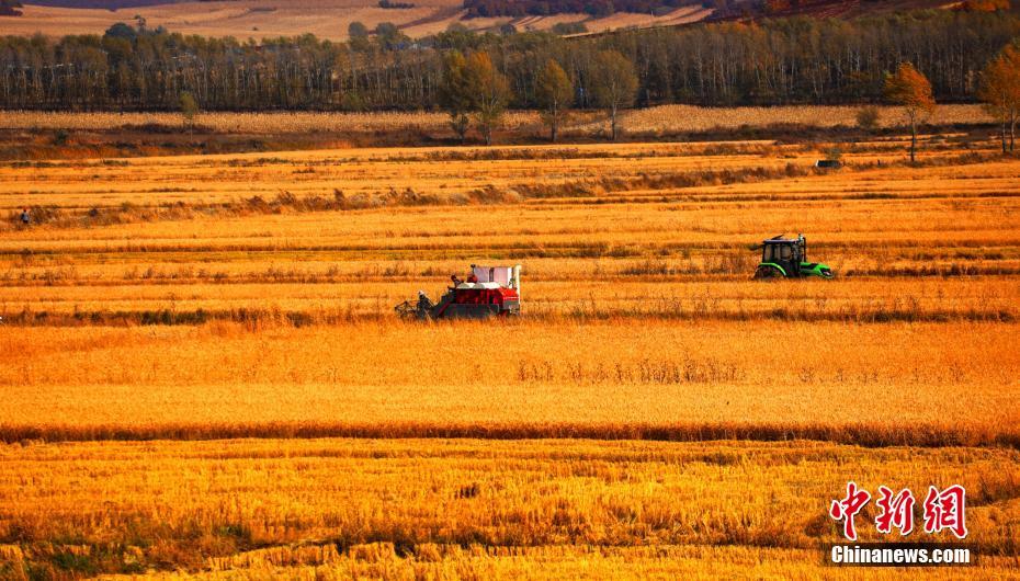 Galeria: Paisagem outonal de Hulun Buir, na Mongólia Interior