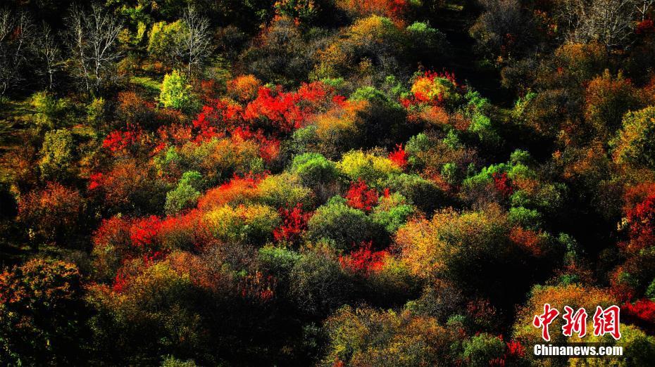 Galeria: Paisagem outonal de Hulun Buir, na Mongólia Interior