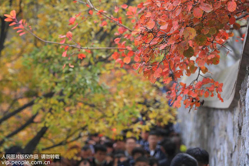 Parque Xiangshan: O melhor destino para apreciar a paisagem de outono em Beijing