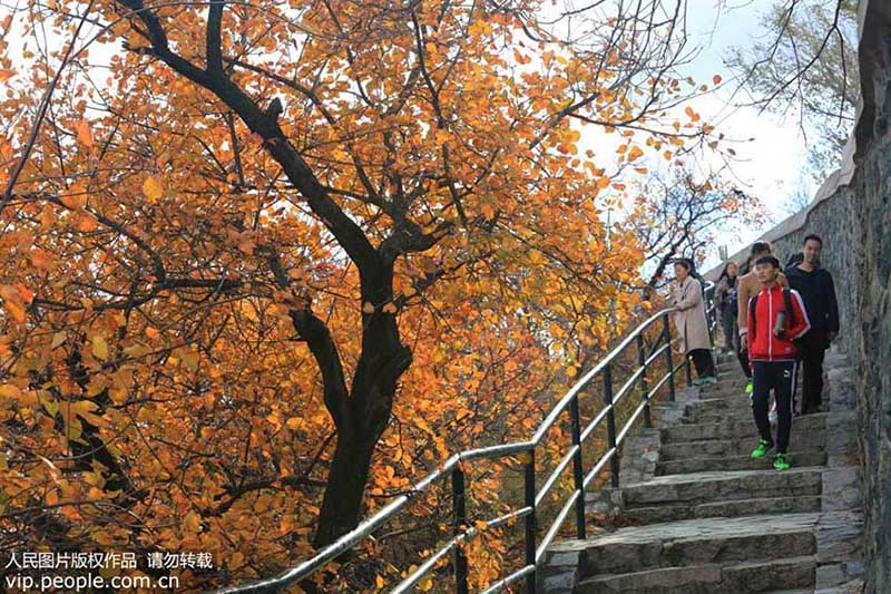 Parque Xiangshan: O melhor destino para apreciar a paisagem de outono em Beijing