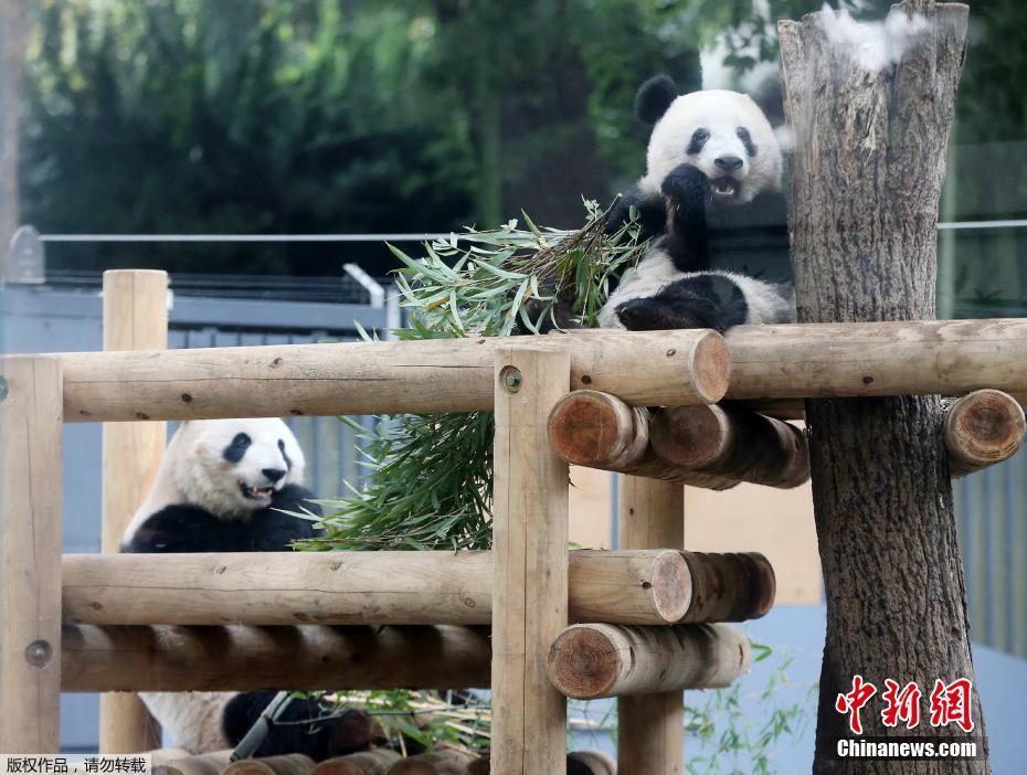 Galeria: Panda Xiang Xiang imita pose da mãe no Japão