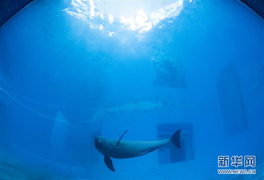 Galeria: Golfinhos do Rio Yangtze protegidos em Wuhan