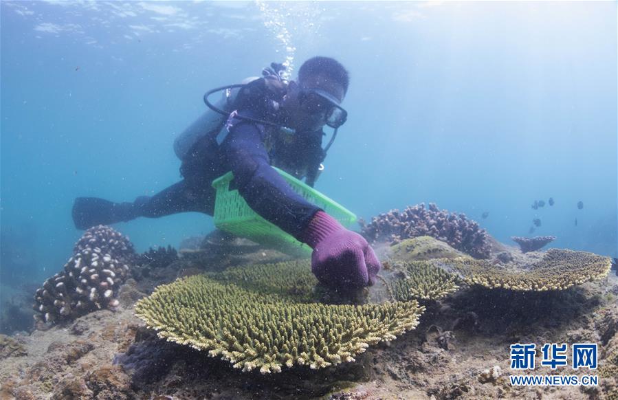 Treinadores de mergulho fazem voluntariado na proteção de recifes de coral