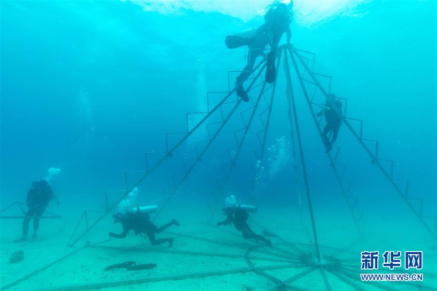 Treinadores de mergulho fazem voluntariado na proteção de recifes de coral