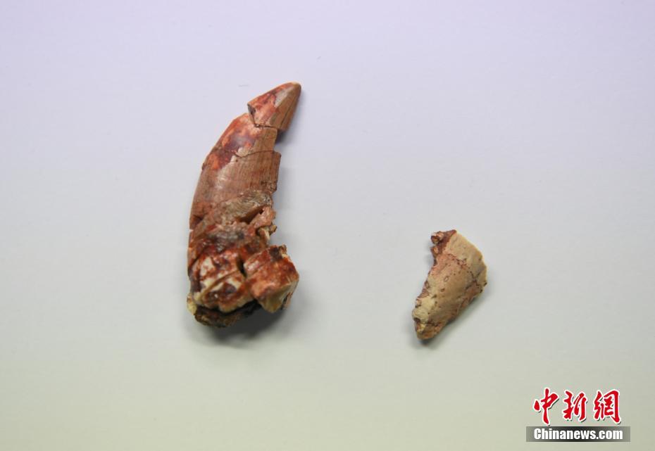 Registro mais antigo de esmalte ondulado de dinossauro encontrado na China