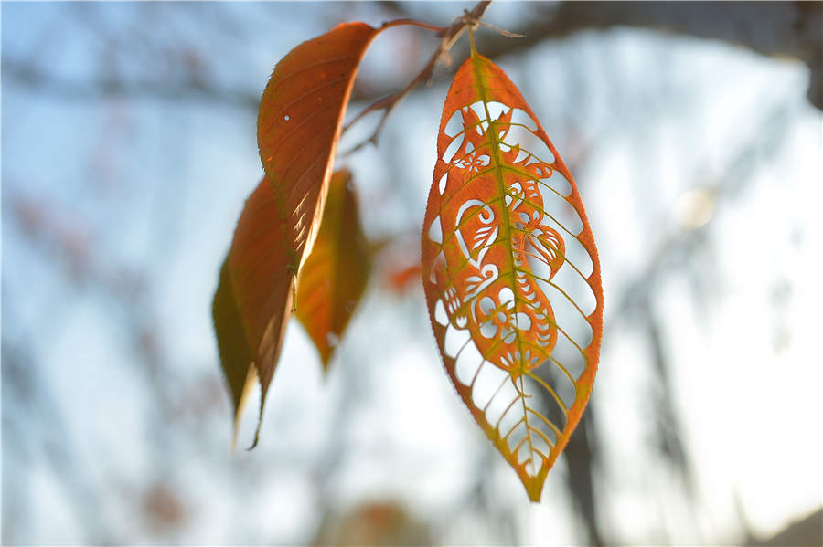 Alunos de Qingdao fazem arte criativa com folhas