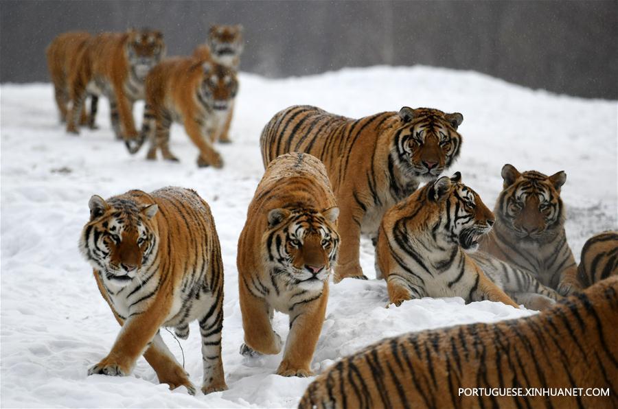 Tigres siberianos no Centro de Criação de Felinos Hengdaohezi da China em Hailin
