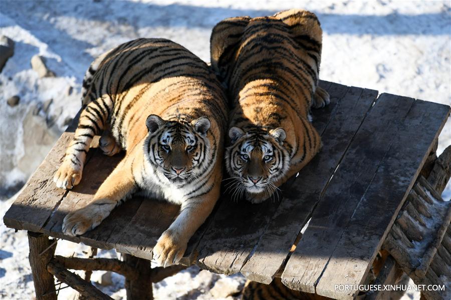 Tigres siberianos no Centro de Criação de Felinos Hengdaohezi da China em Hailin
