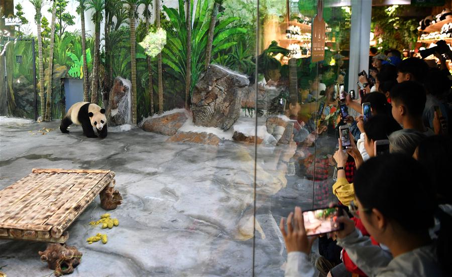 Pandas-gigantes de Sichuan fazem estreia pública em Hainan, sul da China