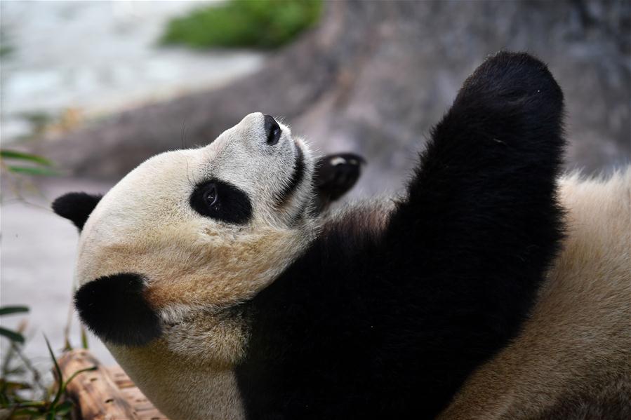 Pandas-gigantes de Sichuan fazem estreia pública em Hainan, sul da China