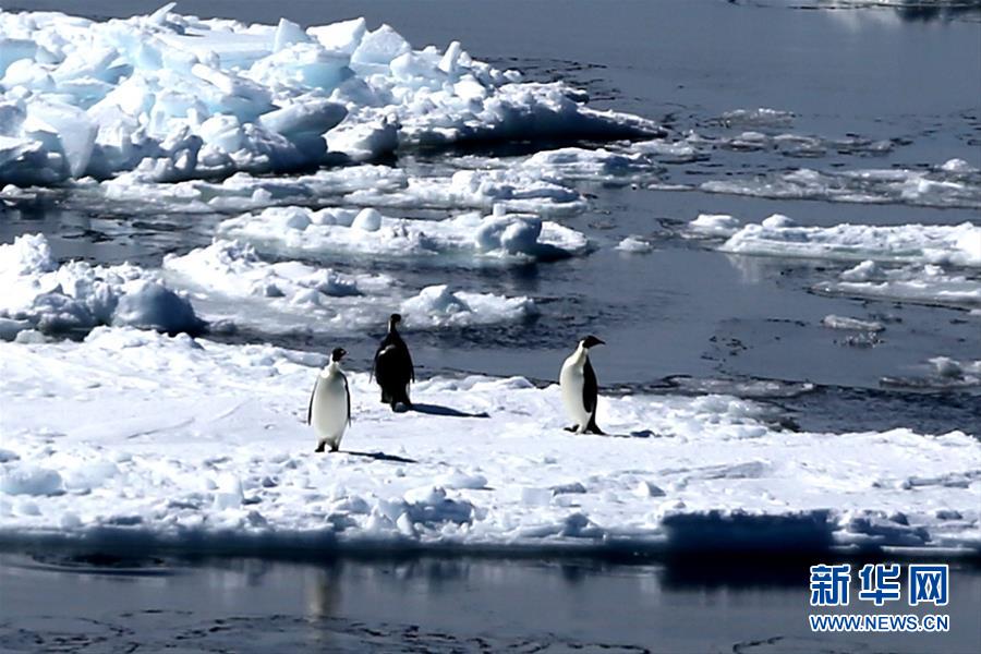 Galeria: Quebra-gelo de pesquisa da China dá entrada no Círculo Antártico