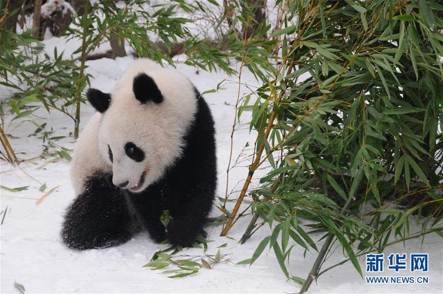 Pandas gêmeos nascidos na Áustria regressam à China