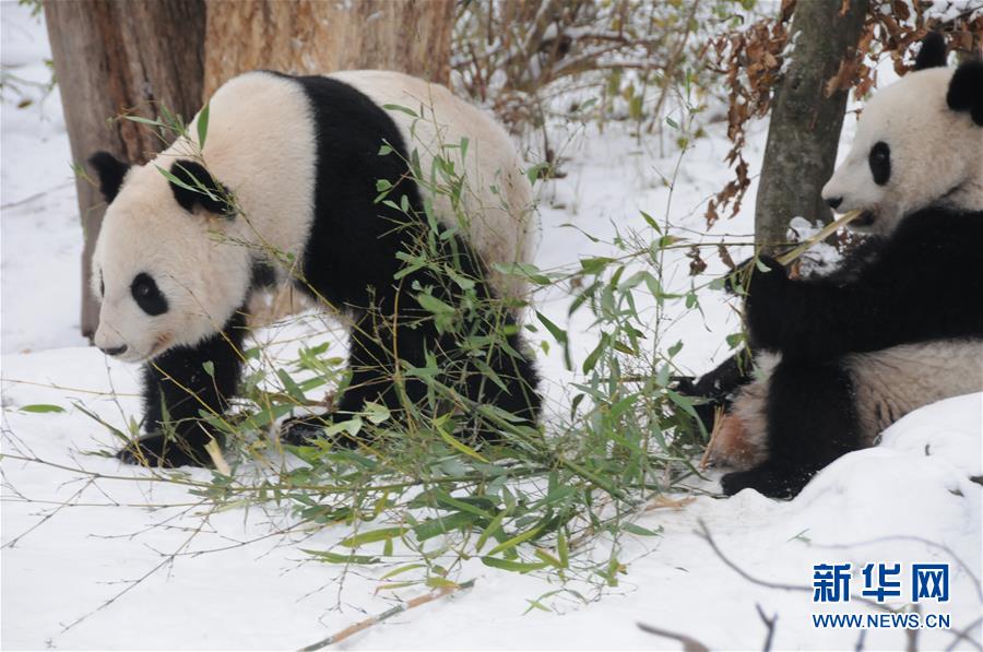 Pandas gêmeos nascidos na Áustria regressam à China