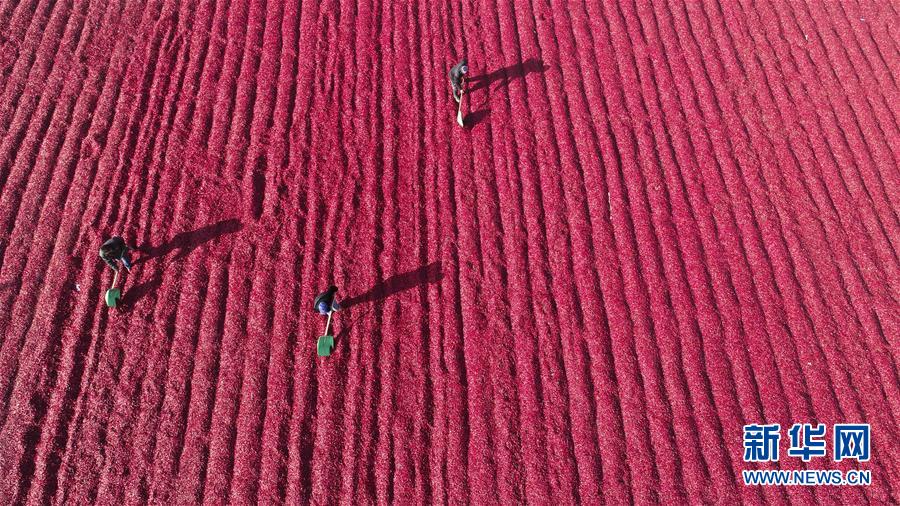 Hebei: colheita e secagem da pimenta no inverno  