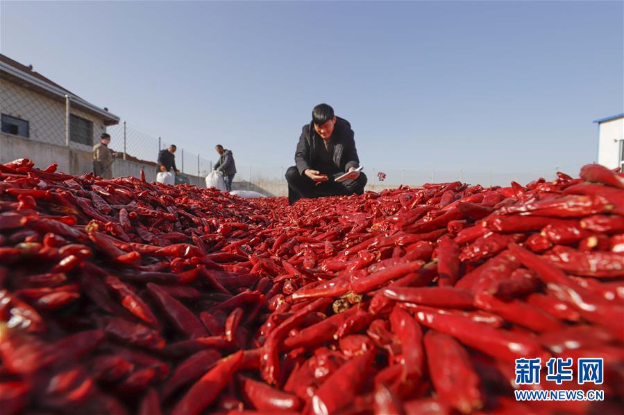 Hebei: colheita e secagem da pimenta no inverno  