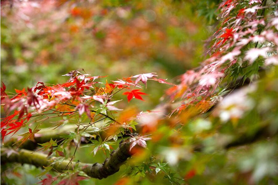 Fotos: Folhas de bordo em tons de vermelho em Hubei