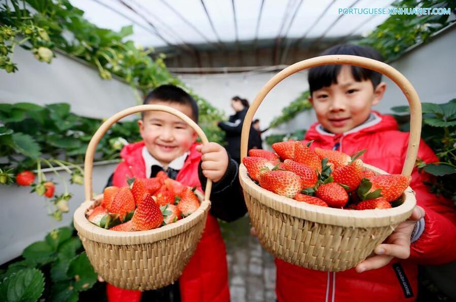 Novo método de cultivo de morangos em Shandong aumenta eficiência no uso da terra