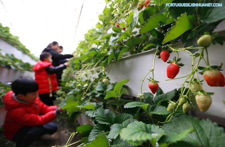 Novo método de cultivo de morangos em Shandong aumenta eficiência no uso da terra