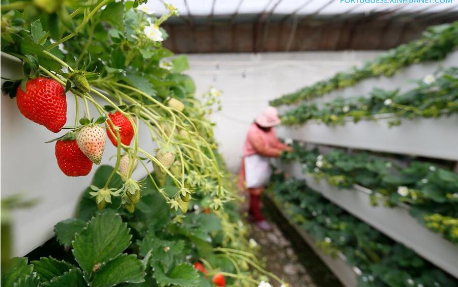 Novo método de cultivo de morangos em Shandong aumenta eficiência no uso da terra